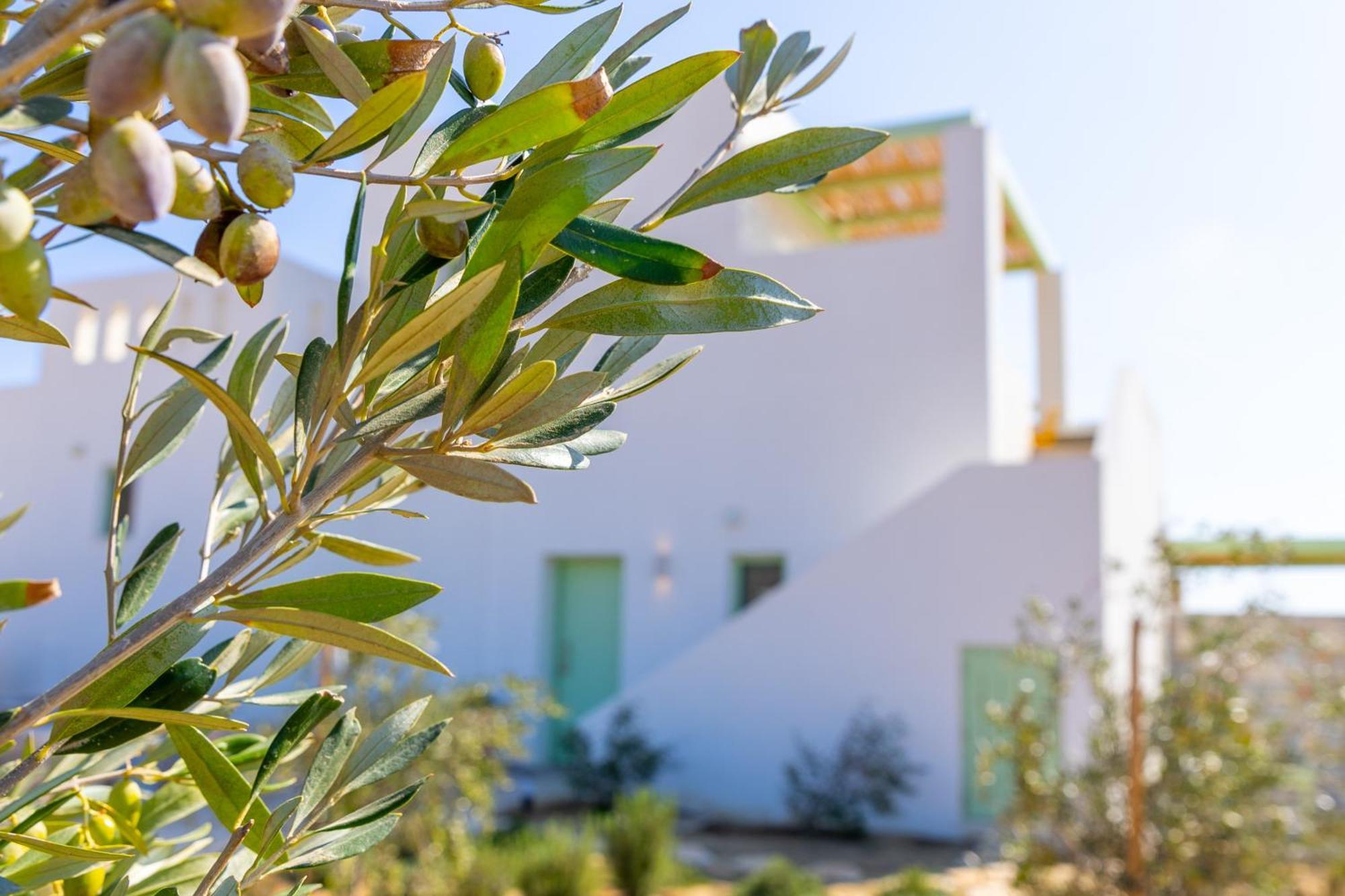 Plioni Villas & Suites Mikri Vigla Buitenkant foto